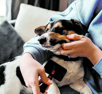 Getty Images - Las Vegas dog and cat owners will soon be required to microchip their pets.